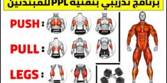 فوائ\ و عيوب نظام push pull legs للمبتدئين والمحترفين