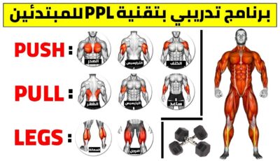 فوائ\ و عيوب نظام push pull legs للمبتدئين والمحترفين