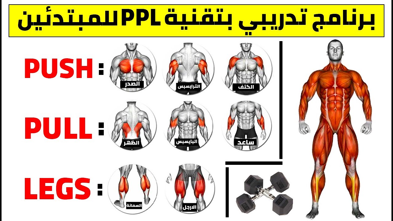 فوائ\ و عيوب نظام push pull legs للمبتدئين والمحترفين