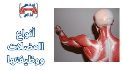 أنواع العضلات ووظيفتها
