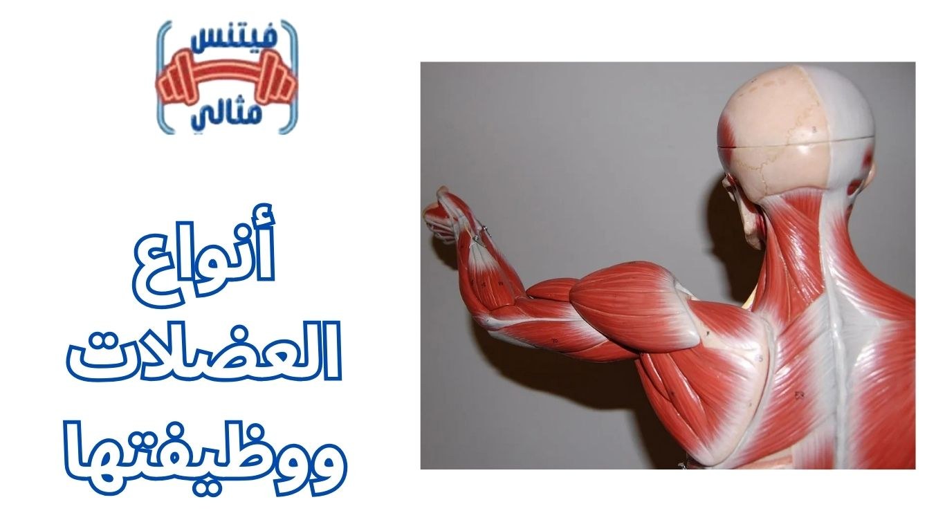 أفضل 5 مكملات غذائية لزيادة الوزن بسعر مناسب 2026 2025 12 01T074047.764 1 أنواع العضلات ووظيفتها