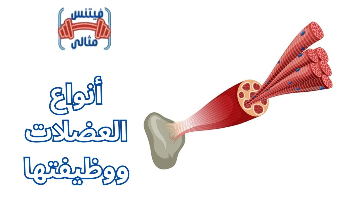 أفضل 5 مكملات غذائية لزيادة الوزن بسعر مناسب 2026 2025 12 01T074236.168 1 أنواع العضلات ووظيفتها