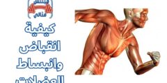 كيفية انقباض وانبساط العضلات