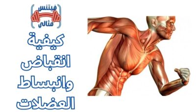 كيفية انقباض وانبساط العضلات كيفية انقباض وانبساط العضلات