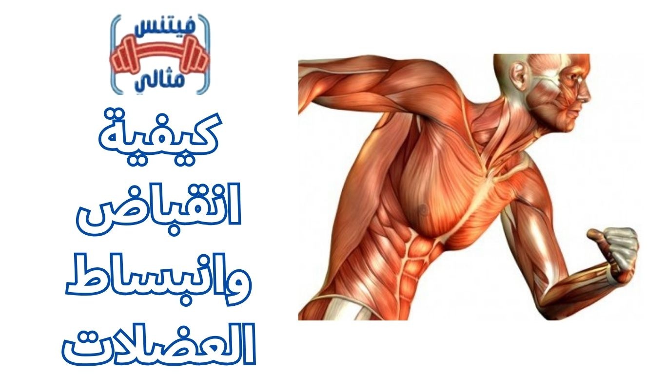 أفضل 5 مكملات غذائية لزيادة الوزن بسعر مناسب 2026 2025 12 10T001330.773 2 كيفية انقباض وانبساط العضلات