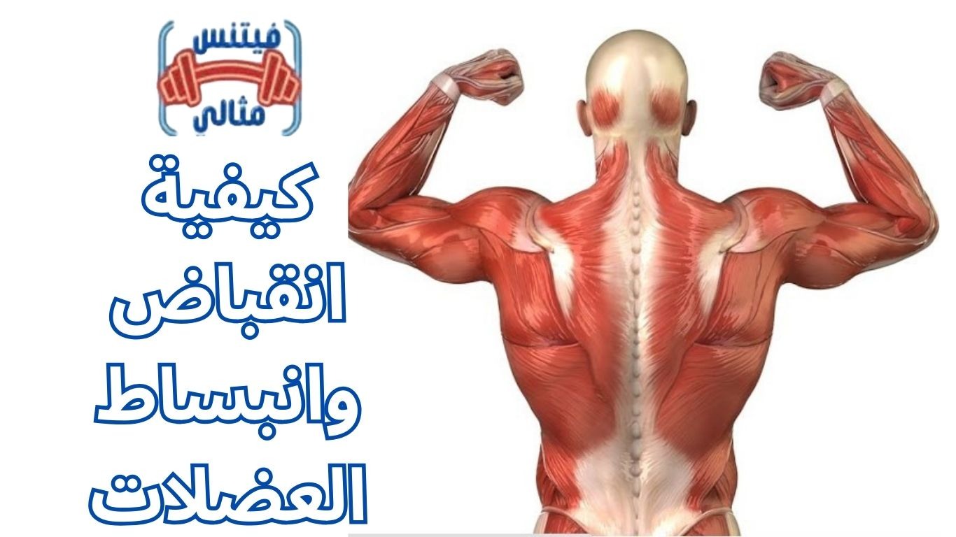 أفضل 5 مكملات غذائية لزيادة الوزن بسعر مناسب 2026 2025 12 10T001607.573 1 كيفية انقباض وانبساط العضلات