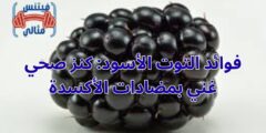 فوائد التوت الأسود: كنز صحي غني بمضادات الأكسدة